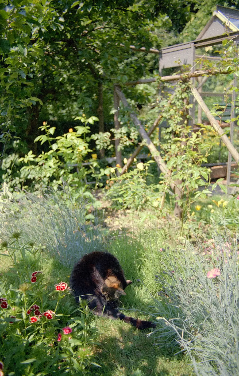 Florence in the long grass, from A Ford Cottage Miscellany, Barton on Sea, Hampshire - 7th July 1986