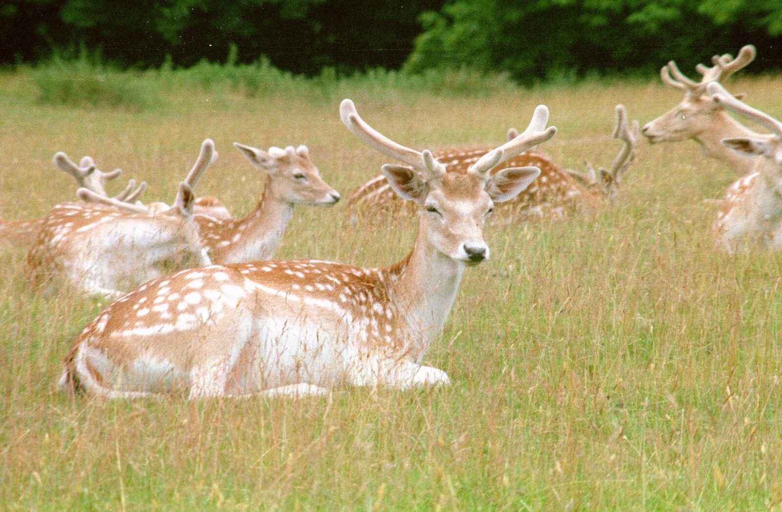 Fallow deer in a park from A Trip to Groombridge, Kent - 10th July 1986
