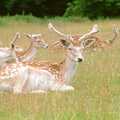 Fallow deer in a park, A Trip to Groombridge, Kent - 10th July 1986