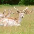 Fallow deer in a park, A Trip to Groombridge, Kent - 10th July 1986