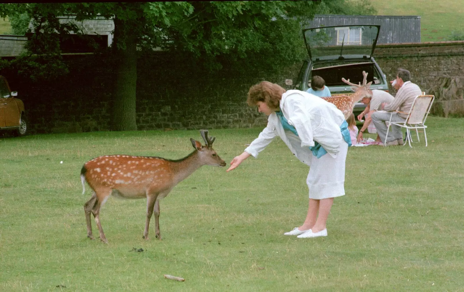 The deer are particularly friendly, from A Trip to Groombridge, Kent - 10th July 1986