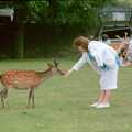 The deer are particularly friendly, A Trip to Groombridge, Kent - 10th July 1986