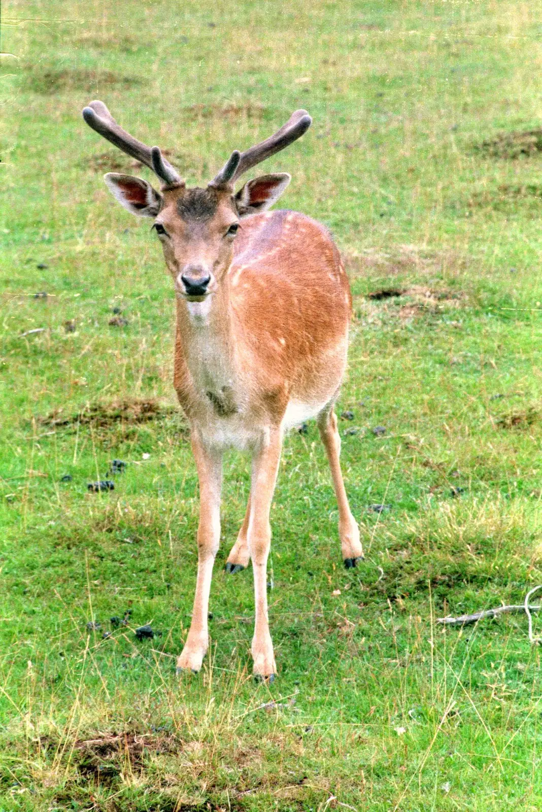 A curious deer, from A Trip to Groombridge, Kent - 10th July 1986