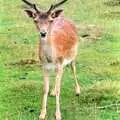 A curious deer, A Trip to Groombridge, Kent - 10th July 1986