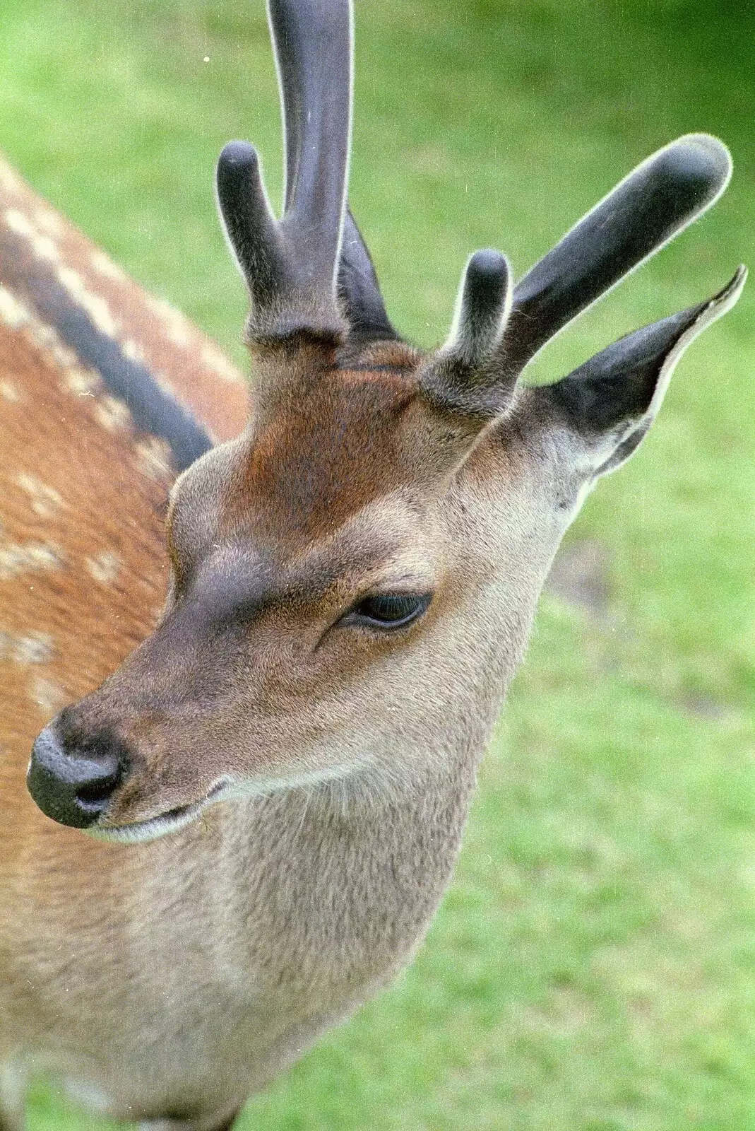 More deer, from A Trip to Groombridge, Kent - 10th July 1986