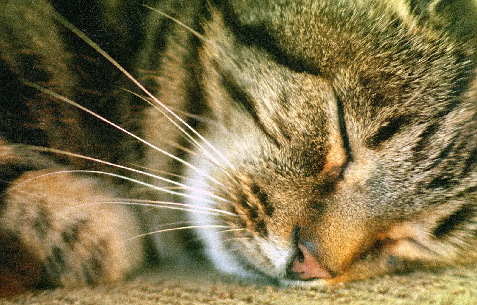 Florence has a sleep, from Harvester Way Randomness, Lymington, Hampshire - 14th July 1986