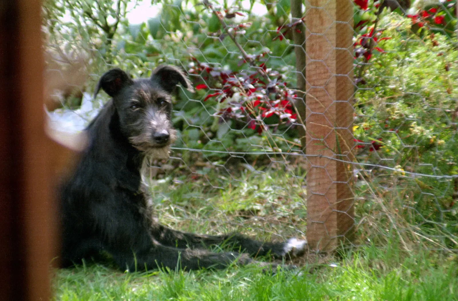 Next door's dog, from Harvester Way Randomness, Lymington, Hampshire - 14th July 1986