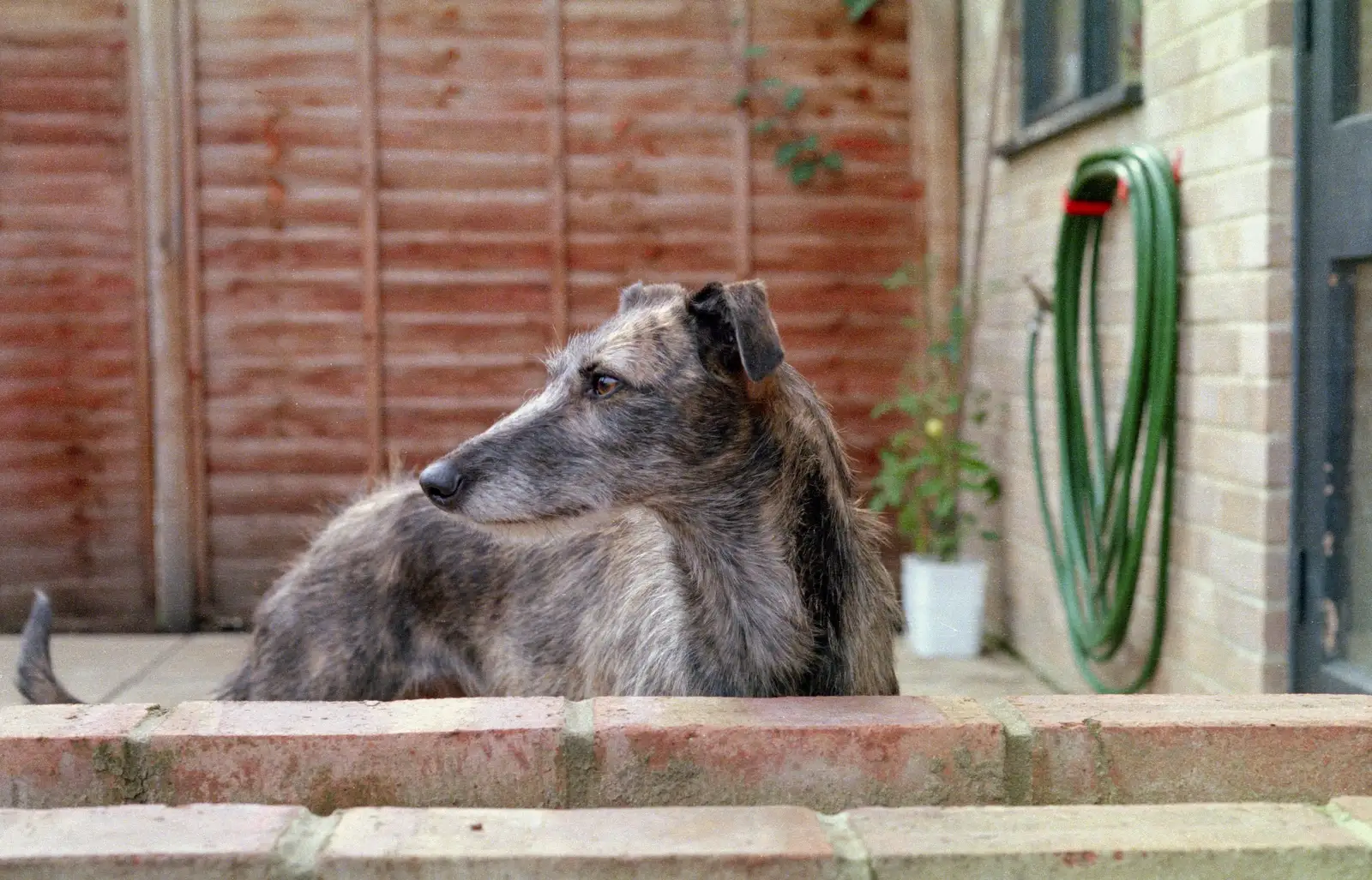 The dog next door, from Harvester Way Randomness, Lymington, Hampshire - 14th July 1986