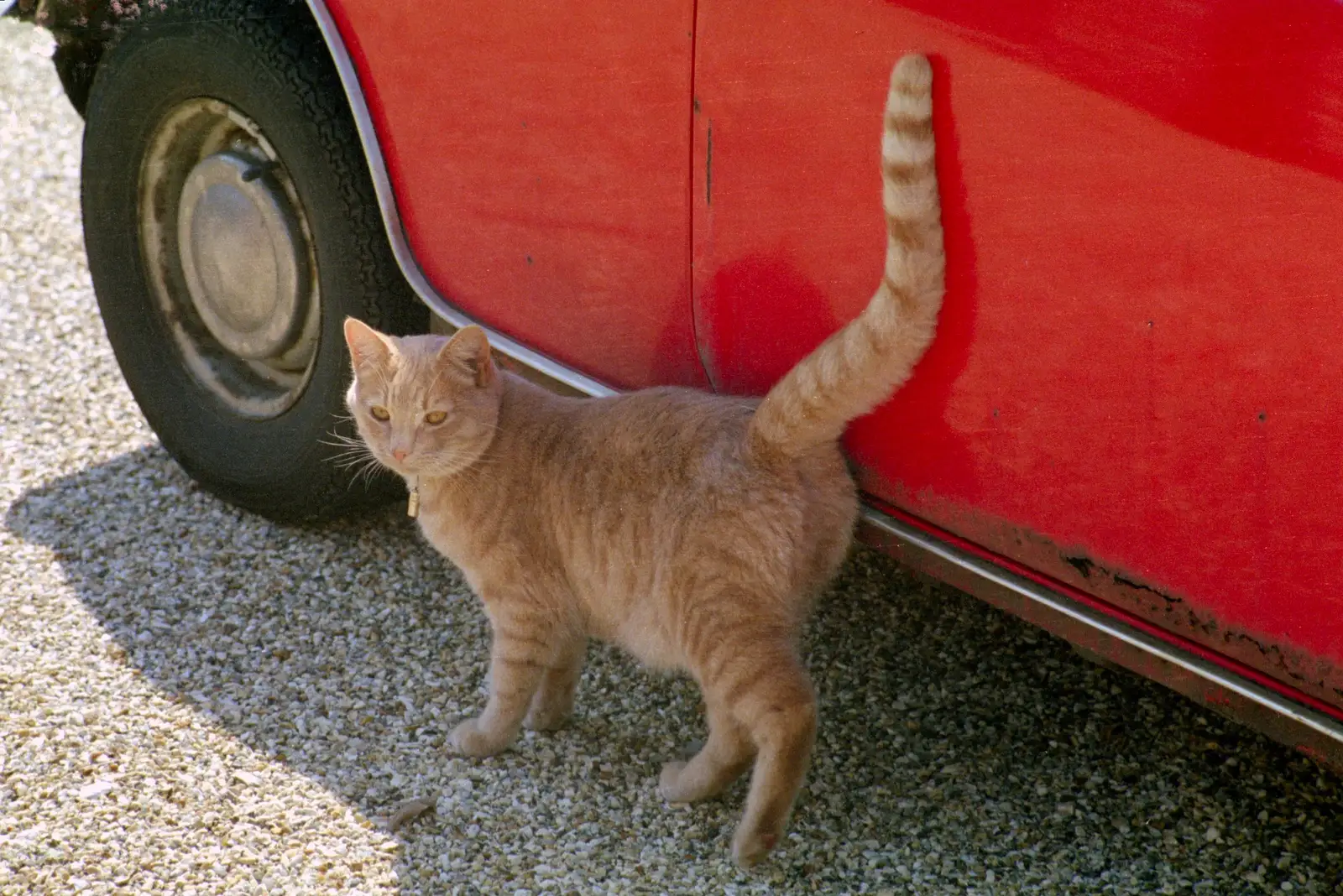 A stripey ginger cat and Mother's rusty Mini, from Harvester Way Randomness, Lymington, Hampshire - 14th July 1986