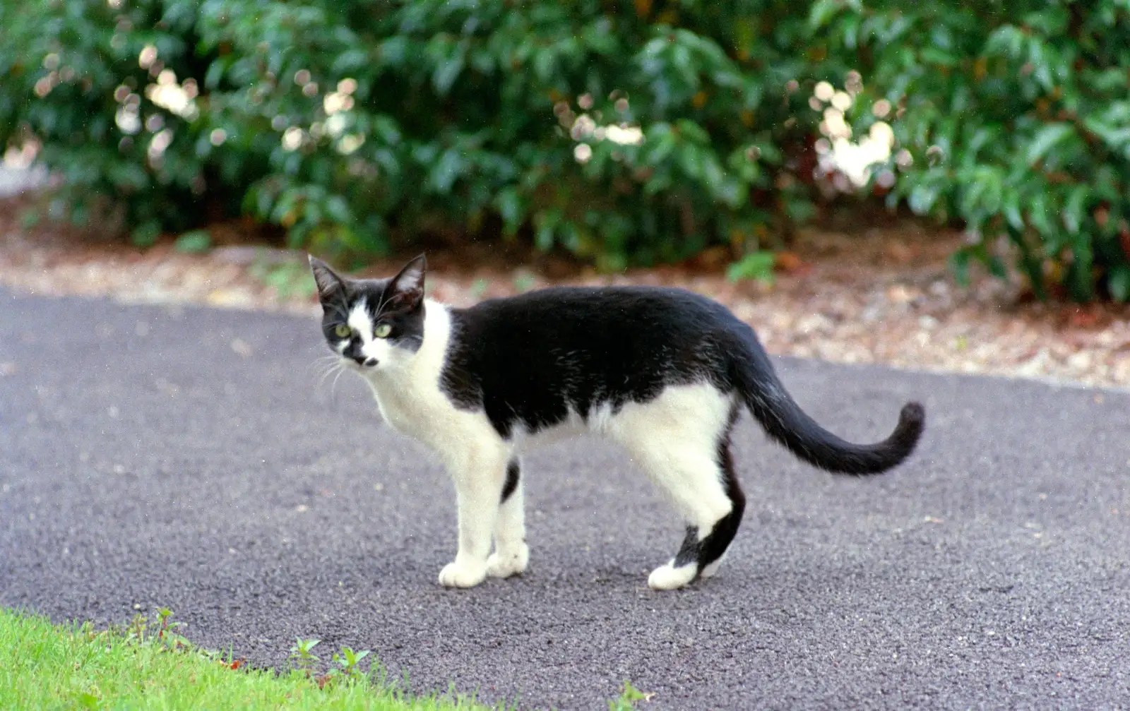 A black-and-white cat, from Harvester Way Randomness, Lymington, Hampshire - 14th July 1986