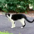A black-and-white cat, Harvester Way Randomness, Lymington, Hampshire - 14th July 1986