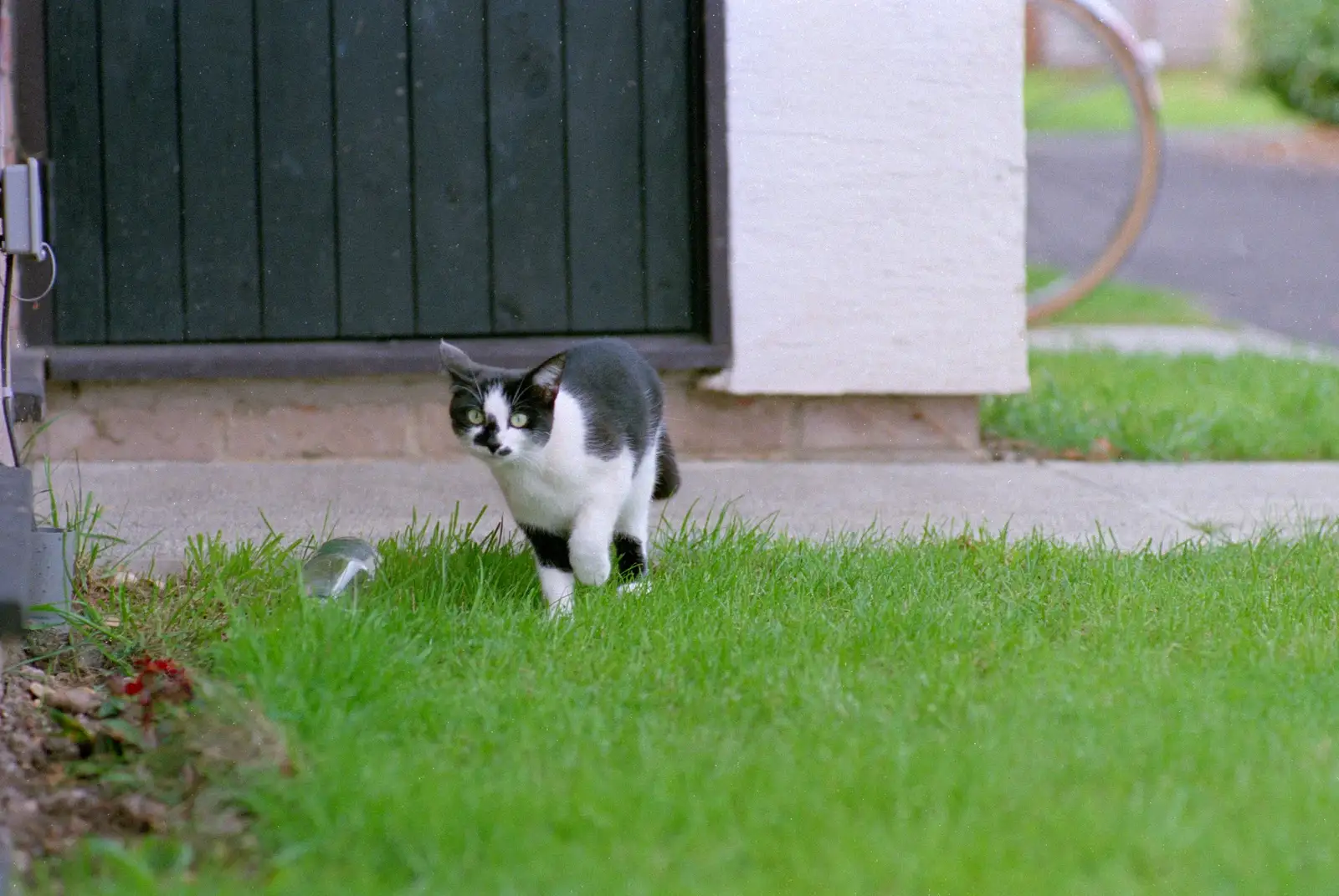 The cat from next door stalks something, from Harvester Way Randomness, Lymington, Hampshire - 14th July 1986