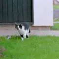 The cat from next door stalks something, Harvester Way Randomness, Lymington, Hampshire - 14th July 1986