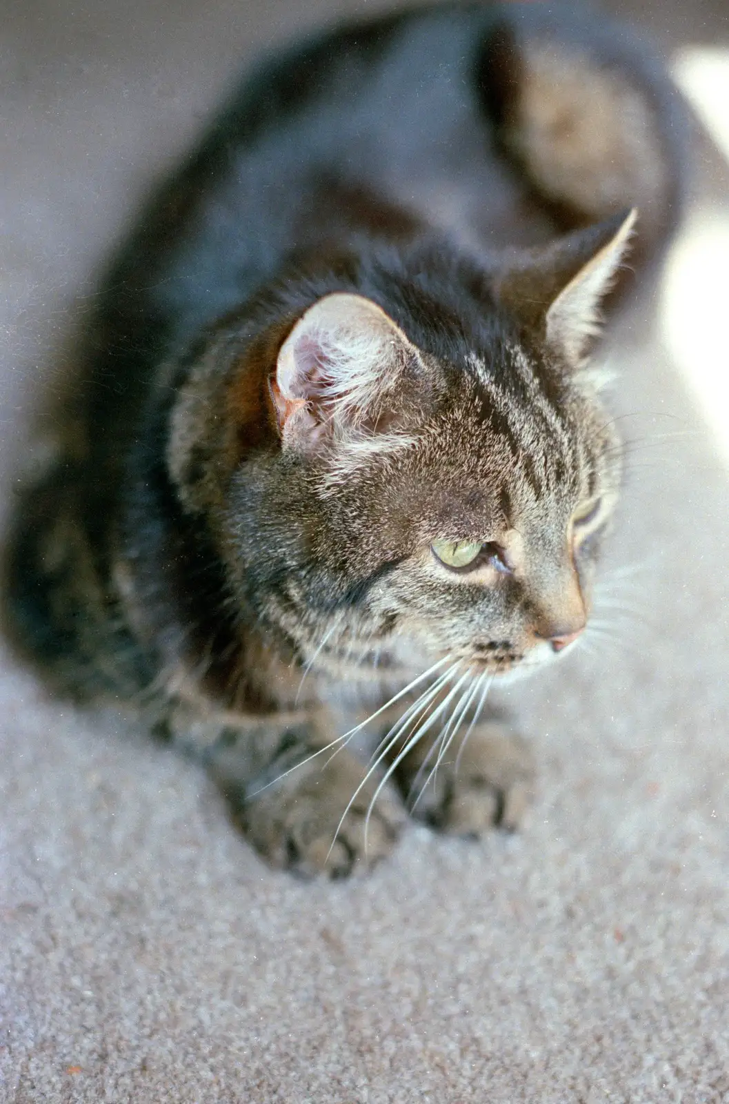 Florence on the carpet, from Harvester Way Randomness, Lymington, Hampshire - 14th July 1986