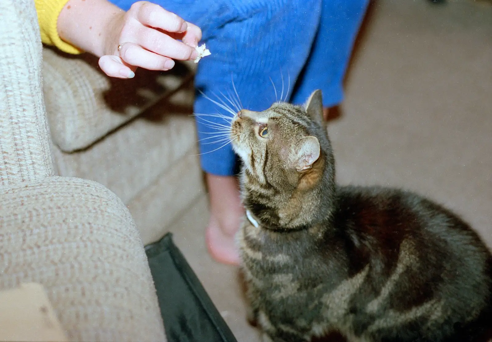 Florence is tempted by a scrap, from Harvester Way Randomness, Lymington, Hampshire - 14th July 1986