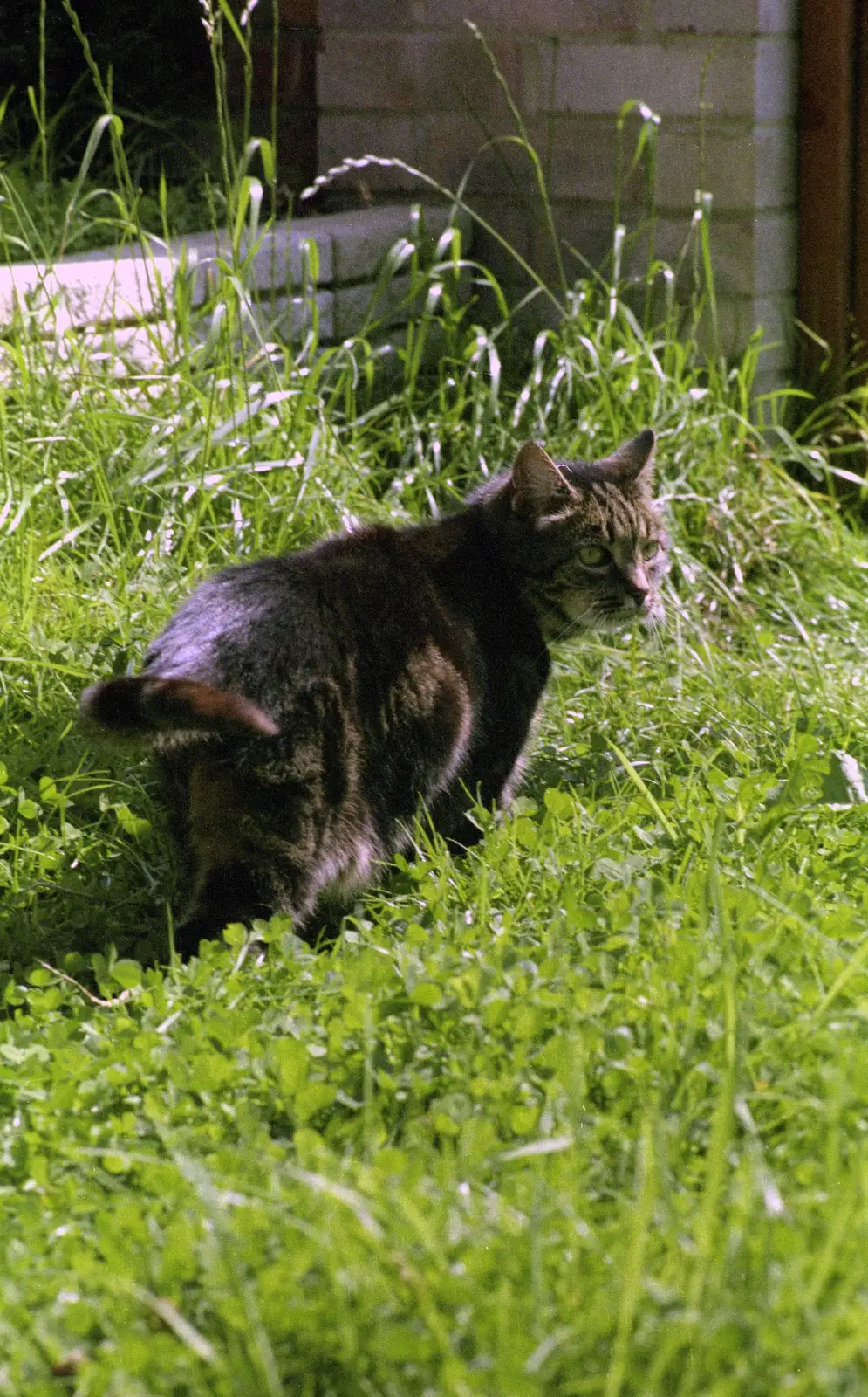Fleabag roams around, from Harvester Way Randomness, Lymington, Hampshire - 14th July 1986