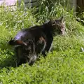 Fleabag roams around, Harvester Way Randomness, Lymington, Hampshire - 14th July 1986
