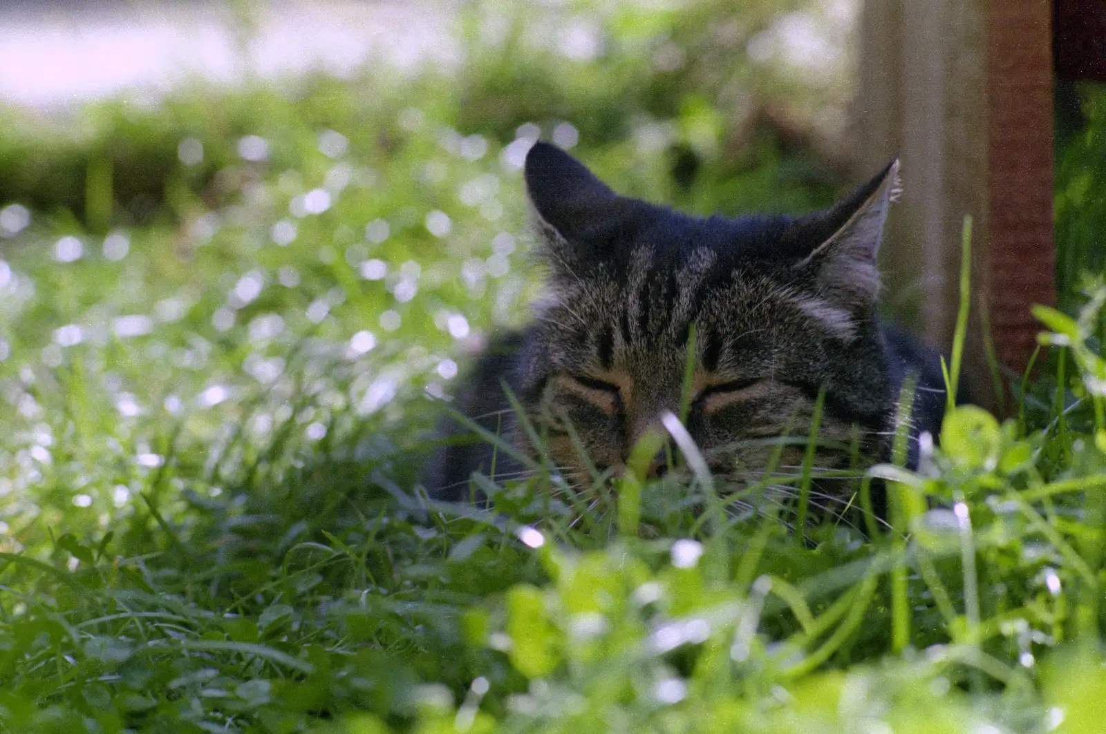 Florence has a sleep in the grass, from Harvester Way Randomness, Lymington, Hampshire - 14th July 1986