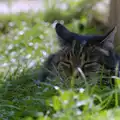 Florence has a sleep in the grass, Harvester Way Randomness, Lymington, Hampshire - 14th July 1986