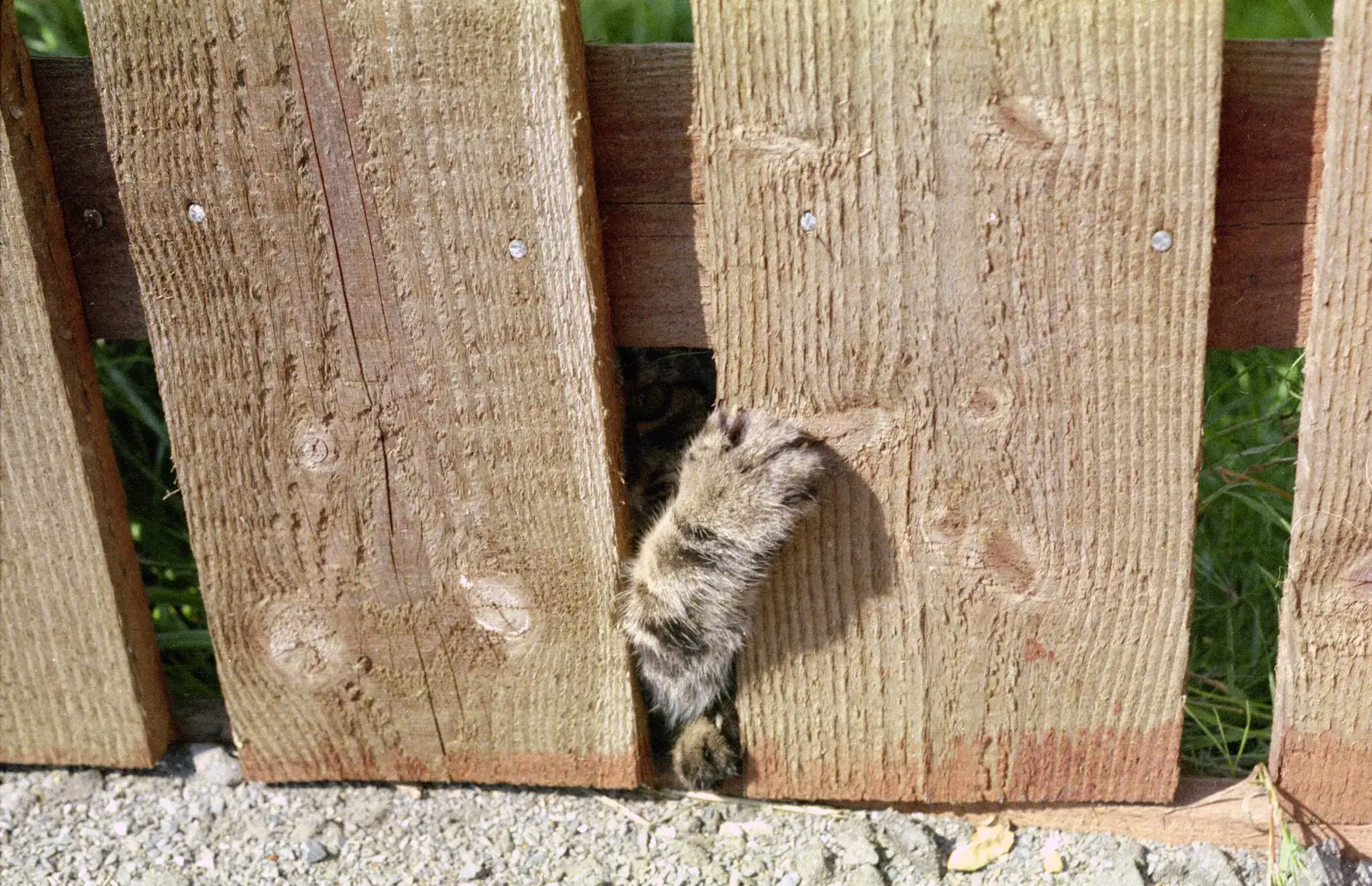 Florence's paw pokes through a fence, from Harvester Way Randomness, Lymington, Hampshire - 14th July 1986