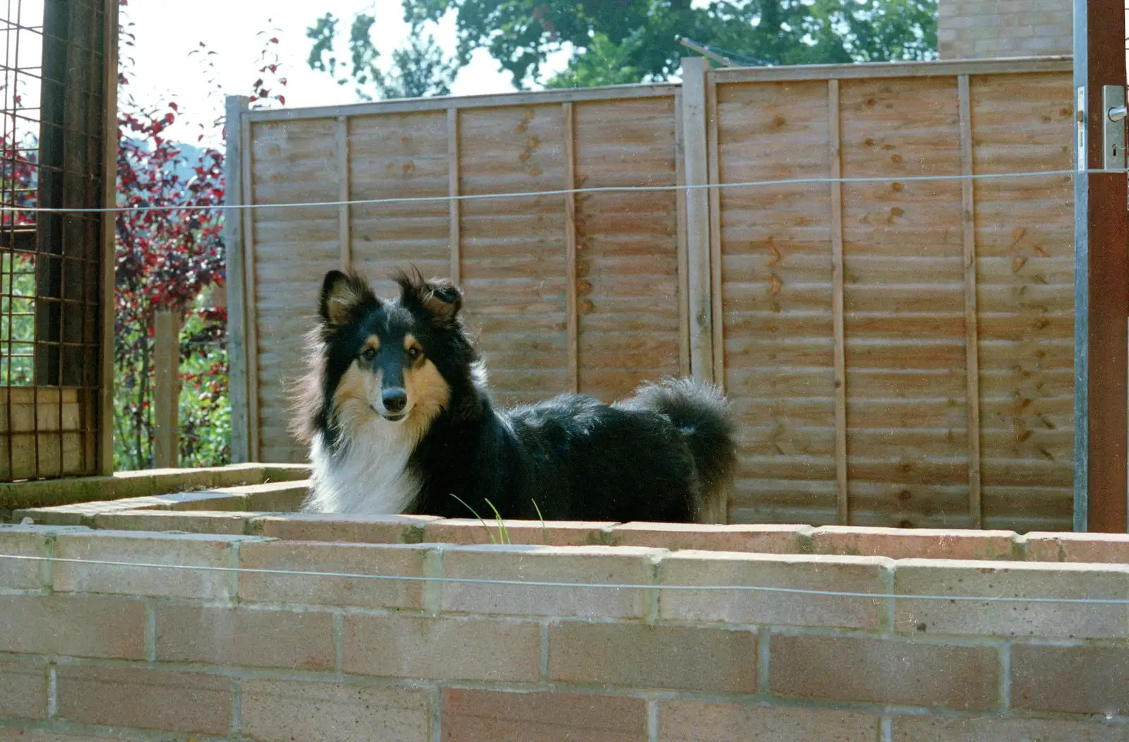Another next-door dog, from Harvester Way Randomness, Lymington, Hampshire - 14th July 1986