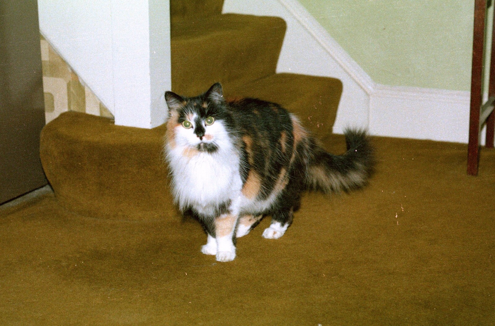 A particularly fluffy cat from A CB Radio Party, Stem Lane, New Milton - 15th July 1986