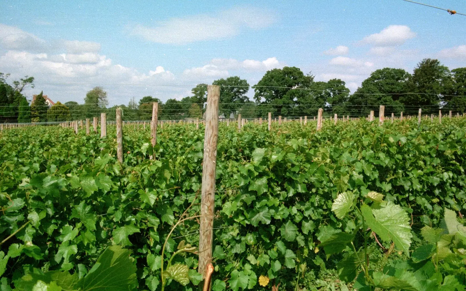 The vines of Harrow, from A Vineyard Miscellany, Bransgore and the New Forest - 18th July 1986