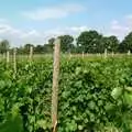 The vines of Harrow, A Vineyard Miscellany, Bransgore and the New Forest - 18th July 1986