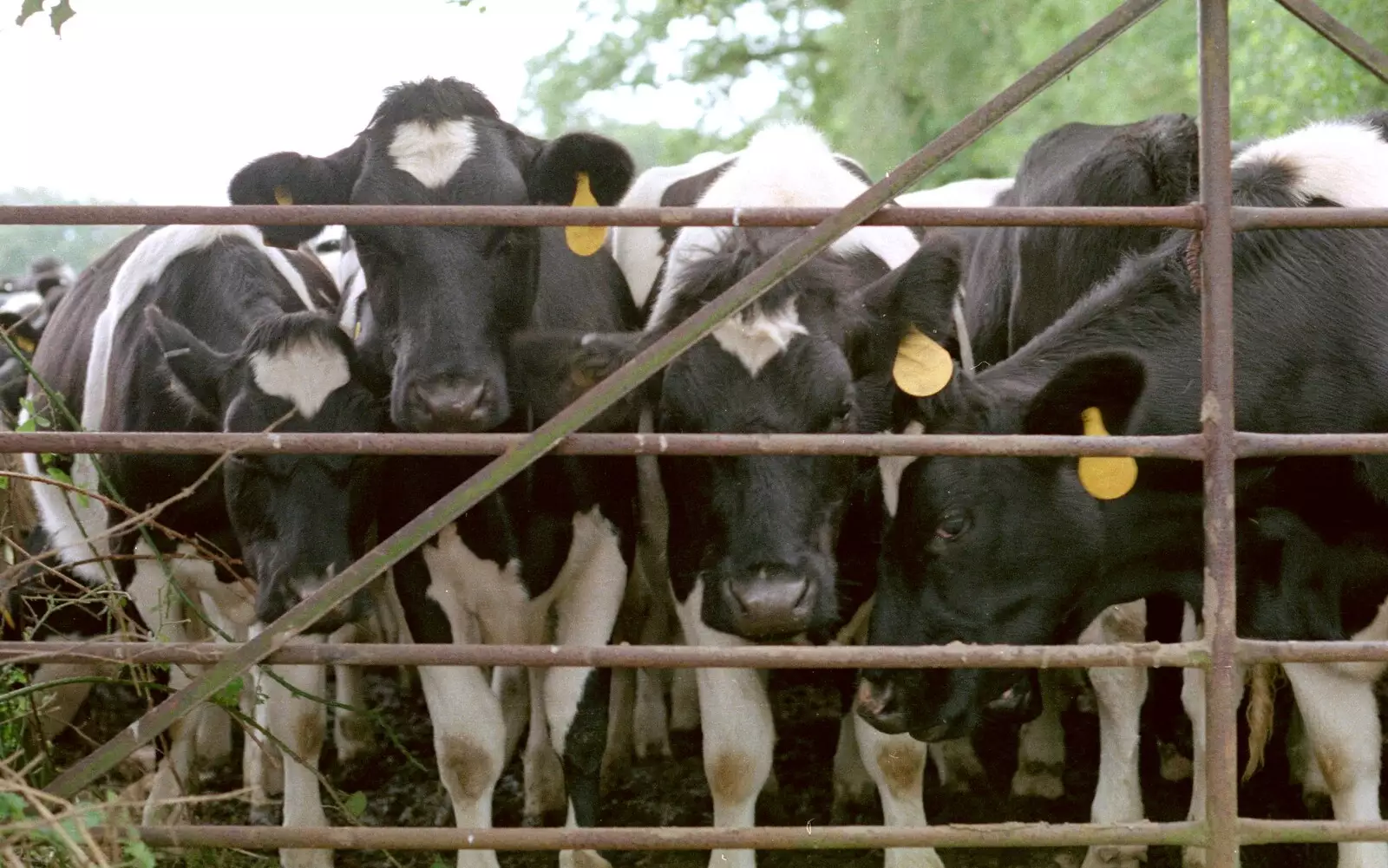 More cows, from A Vineyard Miscellany, Bransgore and the New Forest - 18th July 1986