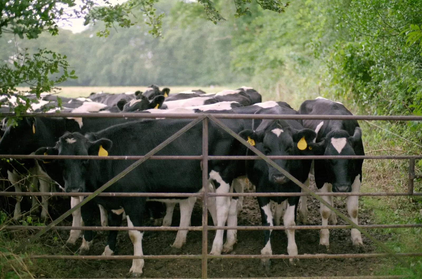 Curious cows stand at the gate, from A Vineyard Miscellany, Bransgore and the New Forest - 18th July 1986