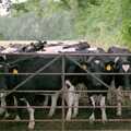 Curious cows stand at the gate, A Vineyard Miscellany, Bransgore and the New Forest - 18th July 1986