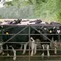 Curious cows stand at the gate, A Vineyard Miscellany, Bransgore and the New Forest - 18th July 1986