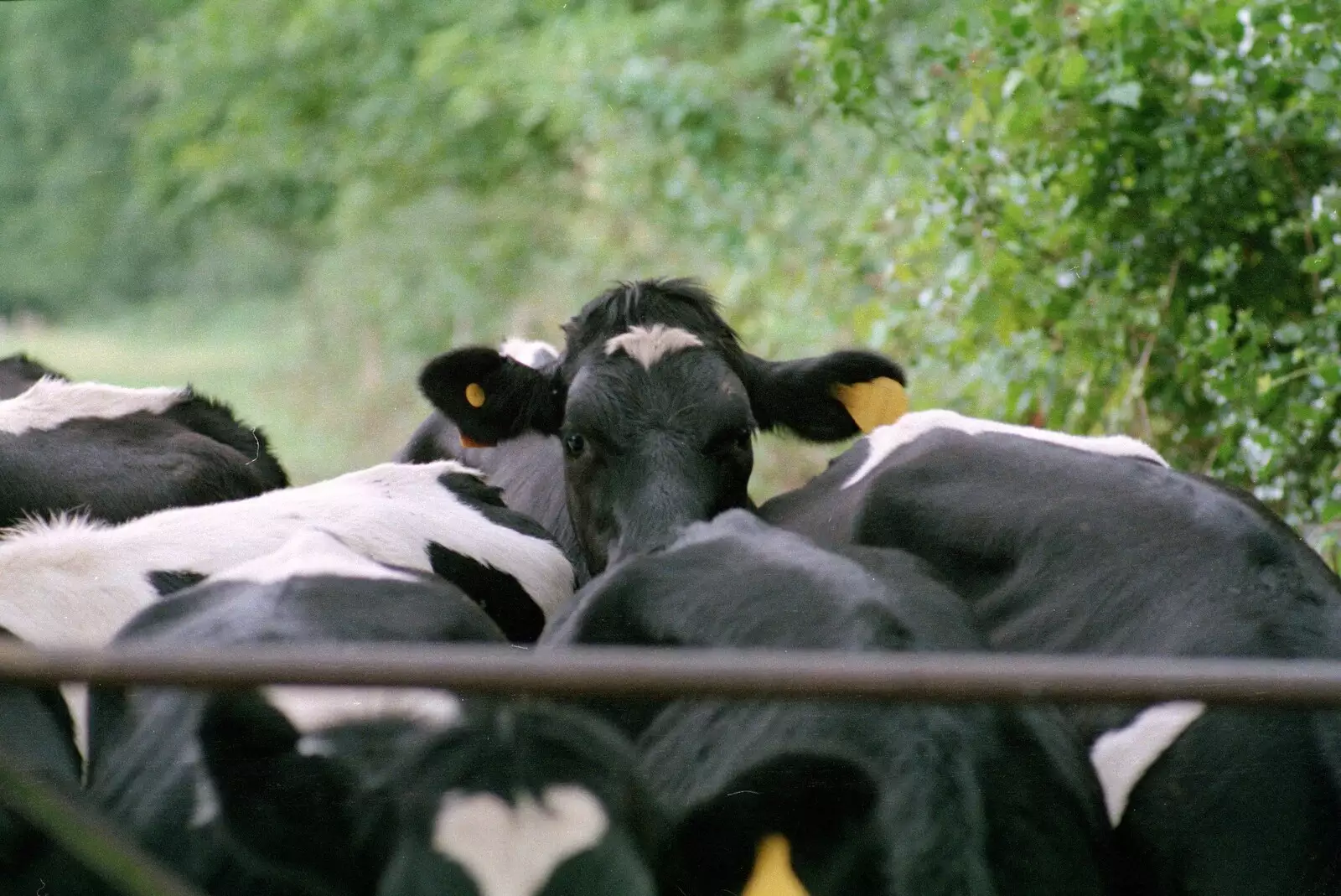 A cow looks up, from A Vineyard Miscellany, Bransgore and the New Forest - 18th July 1986