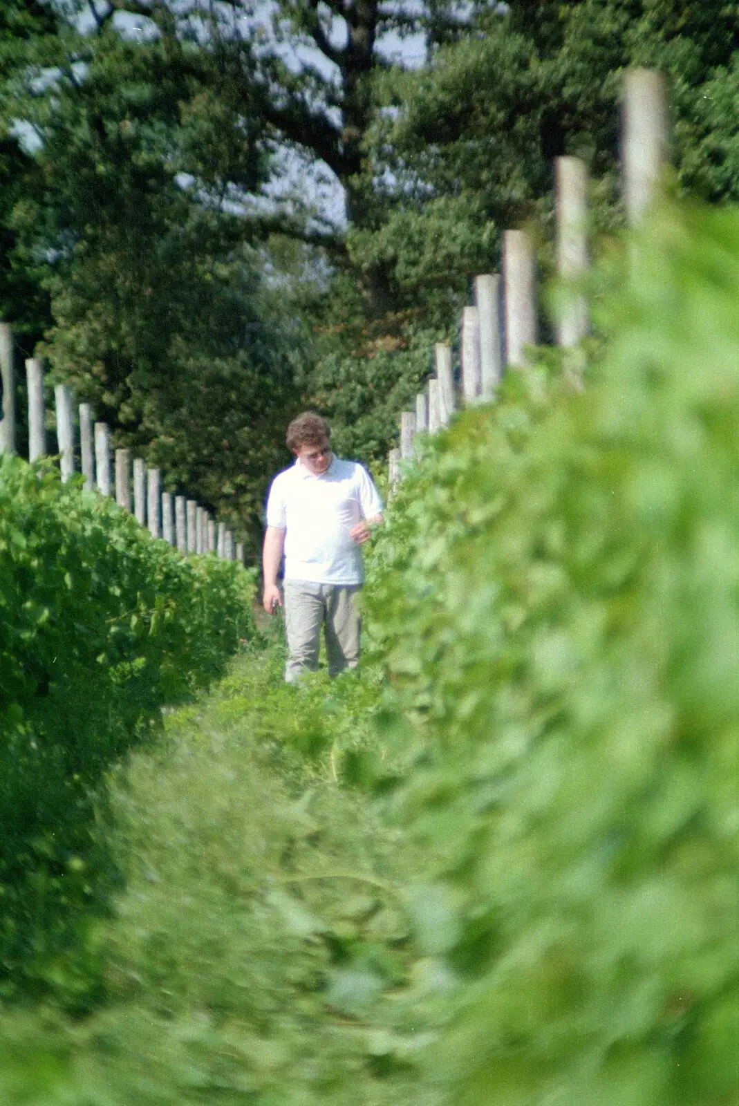 Hamish helps out with pruning the vines, from A Vineyard Miscellany, Bransgore and the New Forest - 18th July 1986