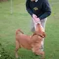 Hamish and Geordie wrestle, A Vineyard Miscellany, Bransgore and the New Forest - 18th July 1986