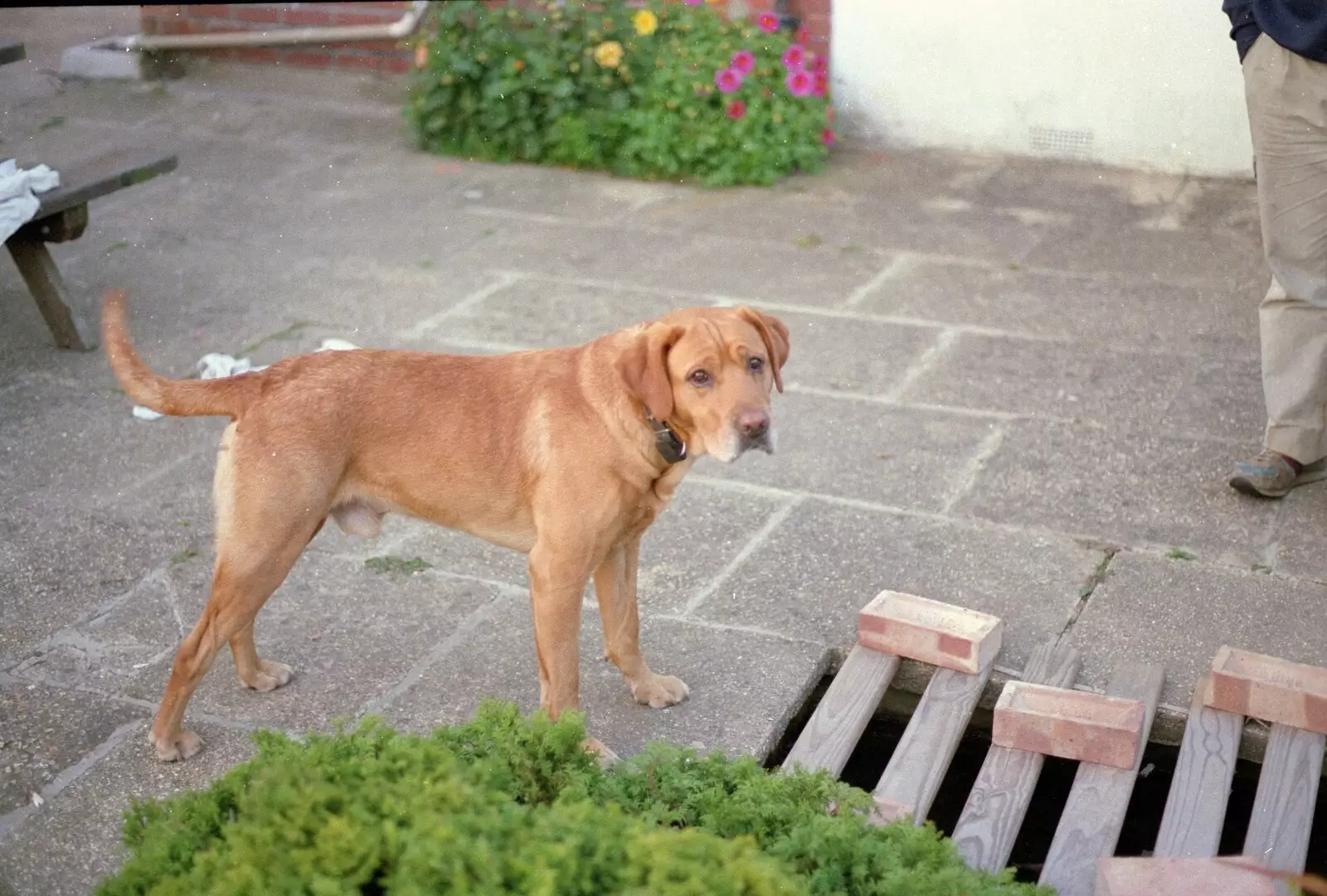 Geordie, from A Vineyard Miscellany, Bransgore and the New Forest - 18th July 1986