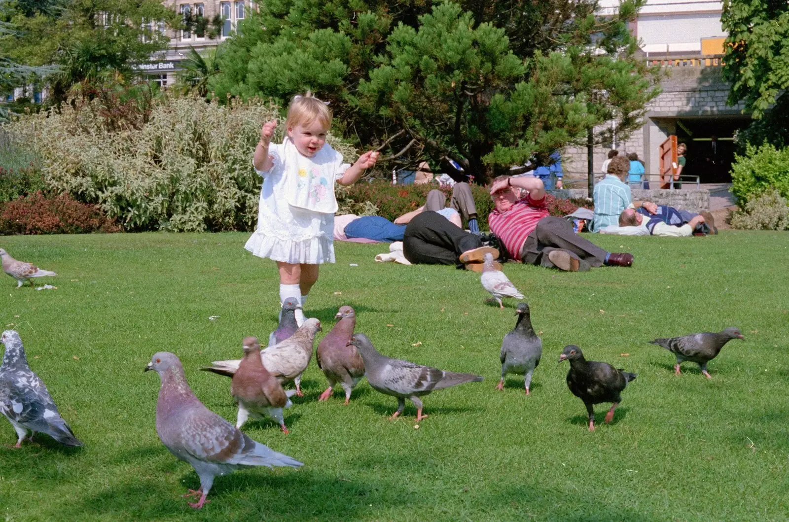 A sprog chases pigeons, from A Vineyard Miscellany, Bransgore and the New Forest - 18th July 1986