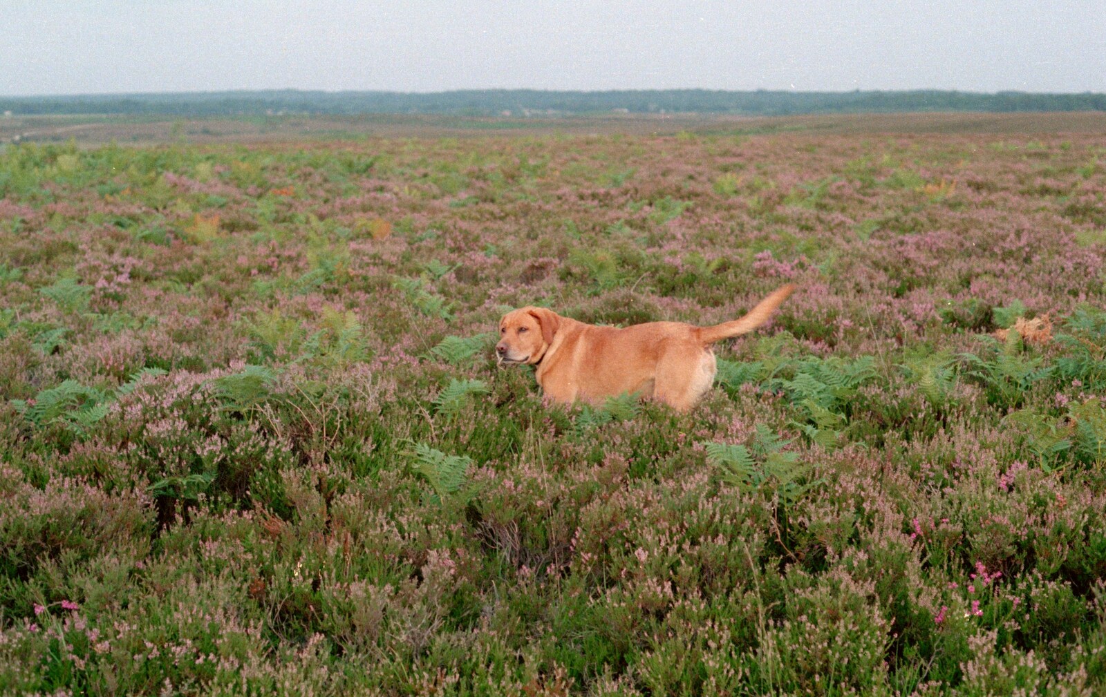 Geordie in the heather from A Vineyard Miscellany, Bransgore and the New Forest - 18th July 1986