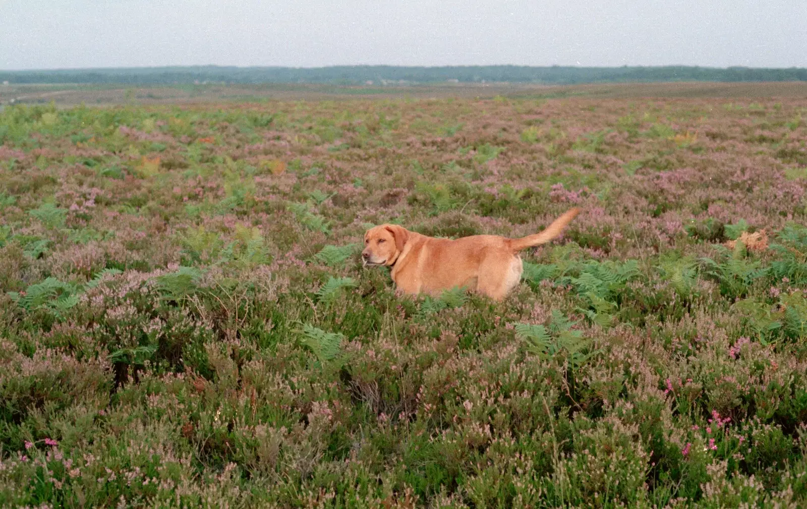 Geordie in the heather, from A Vineyard Miscellany, Bransgore and the New Forest - 18th July 1986