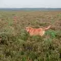 Geordie in the heather, A Vineyard Miscellany, Bransgore and the New Forest - 18th July 1986