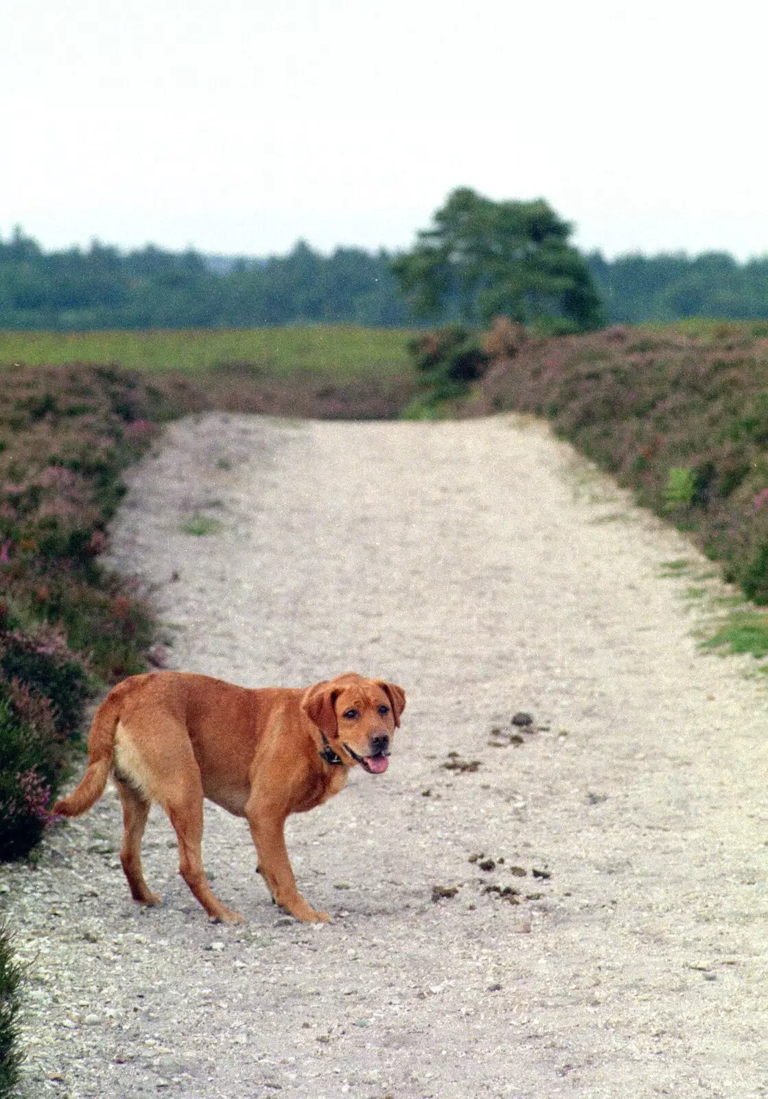 Geordie looks back, from A Vineyard Miscellany, Bransgore and the New Forest - 18th July 1986