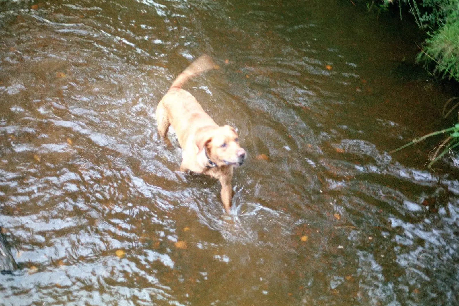 Geordie in a river, from A Vineyard Miscellany, Bransgore and the New Forest - 18th July 1986