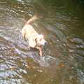 Geordie in a river, A Vineyard Miscellany, Bransgore and the New Forest - 18th July 1986