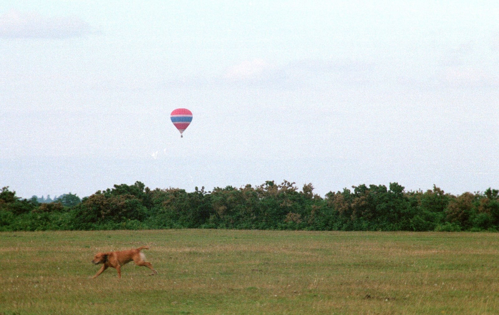 Geordie runs around on Wilverley Plain from A Vineyard Miscellany, Bransgore and the New Forest - 18th July 1986