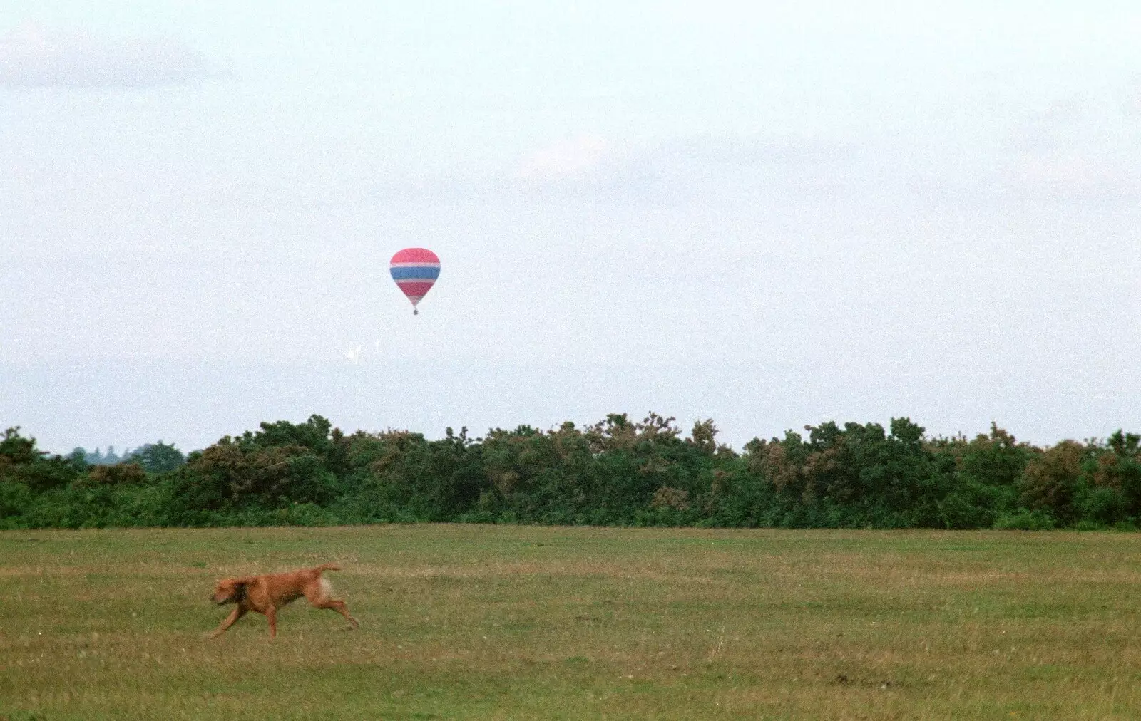 Geordie runs around on Wilverley Plain, from A Vineyard Miscellany, Bransgore and the New Forest - 18th July 1986