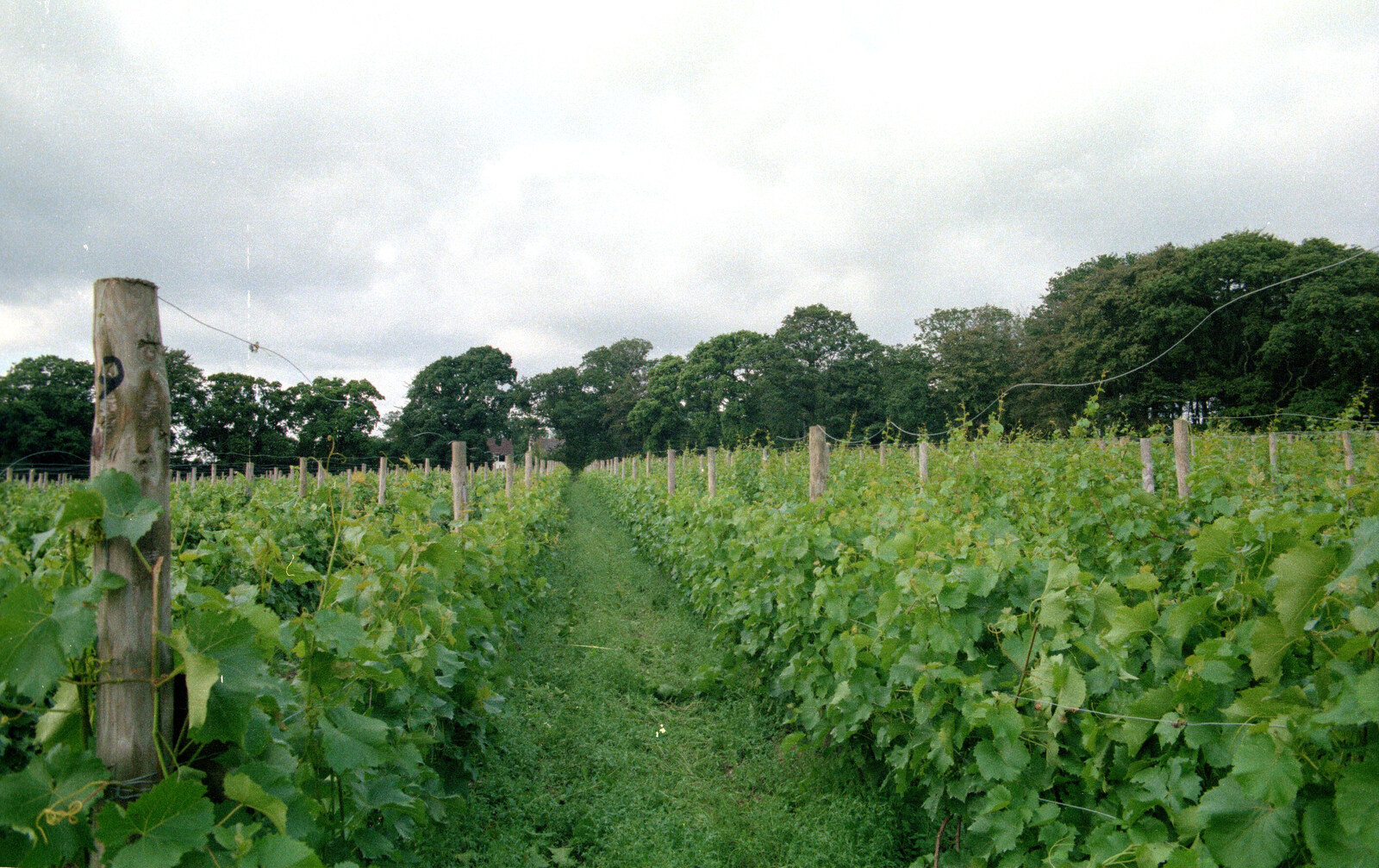 The vines of Harrow Vineyard from A Vineyard Miscellany, Bransgore and the New Forest - 18th July 1986