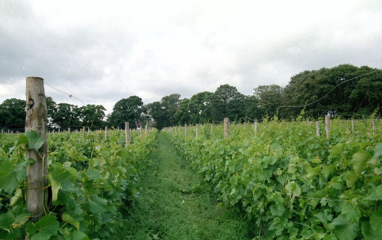 The vines of Harrow Vineyard, from A Vineyard Miscellany, Bransgore and the New Forest - 18th July 1986