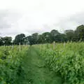 The vines of Harrow Vineyard, A Vineyard Miscellany, Bransgore and the New Forest - 18th July 1986