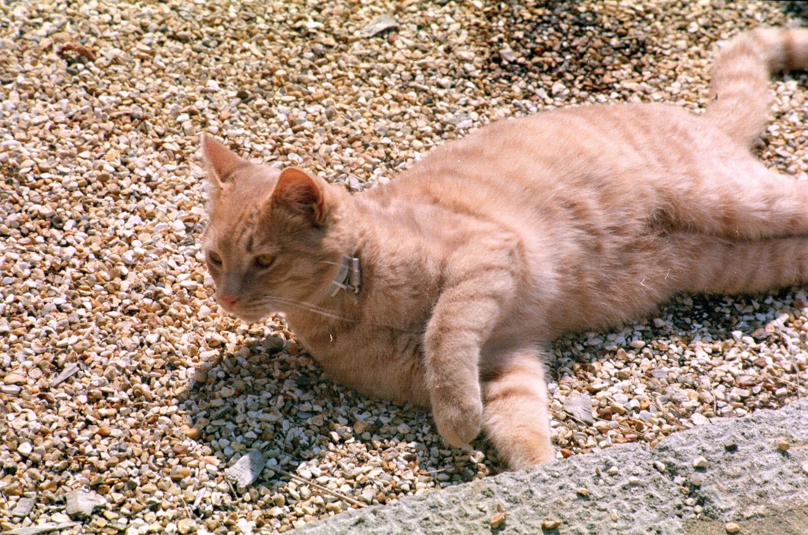 Stripey ginger cat from Harvester Way Randomness, Lymington, Hampshire - 19th July 1986