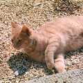 Stripey ginger cat, Harvester Way Randomness, Lymington, Hampshire - 19th July 1986